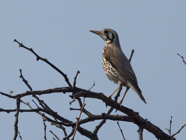 <h3><a href="/trips/safari/biota/animalia/chordata/aves/040 passeriformes/107 turdidae/psophocichla litsitsirupa/psophocichla litsitsirupa-nl.html">Psophocichla&nbsp;litsitsirupa</a> / Groundscraper&nbsp;thrush / Acacialijster</h3>OM-1 Mark II met OLYMPUS M.150-400mm F4.5 TC, 1/2000 sec  bij F5.6, ISO 400, afstand 27.4&nbsp;m